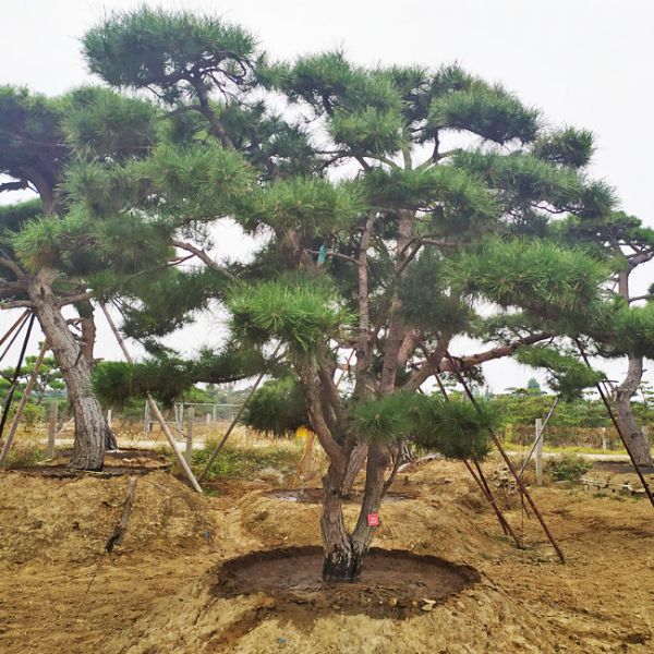 山東鼎韻園林綠化有限公司教您大型松樹移栽技巧
